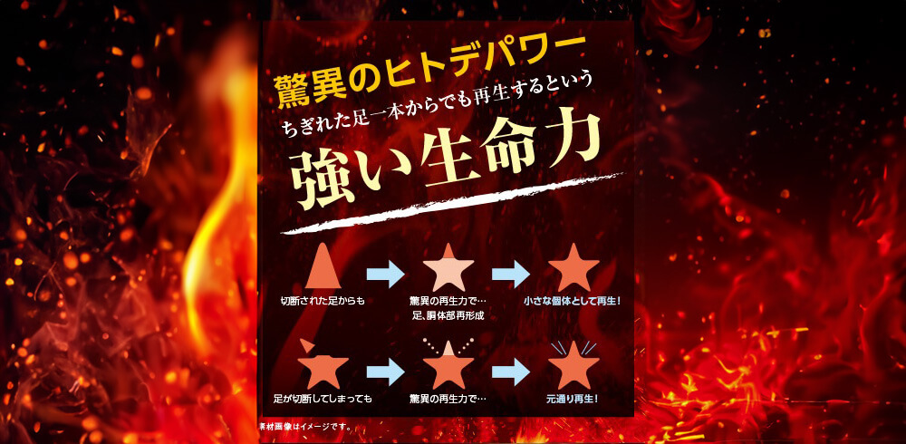 驚異のヒトデパワー